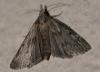 Aphomia sociella